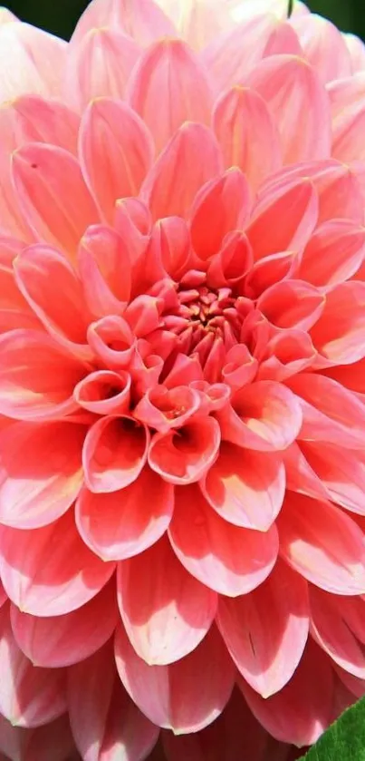 Close-up of a vibrant pink dahlia flower in full bloom.