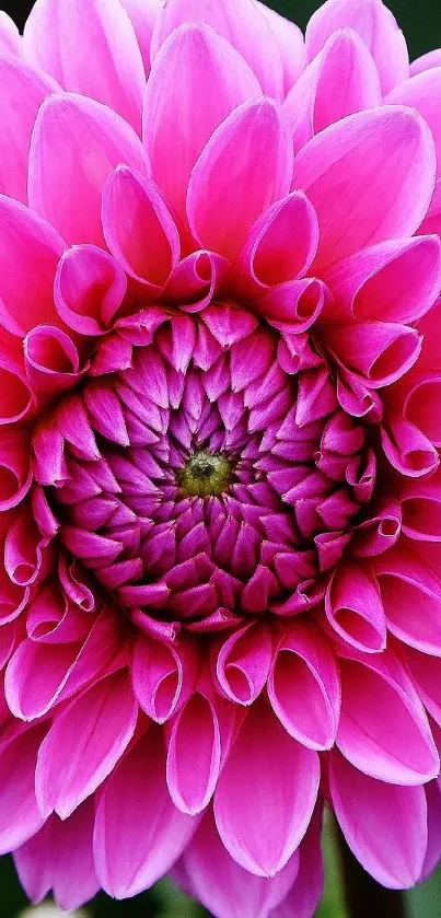 Close-up of a vibrant pink dahlia flower in full bloom for mobile wallpaper.