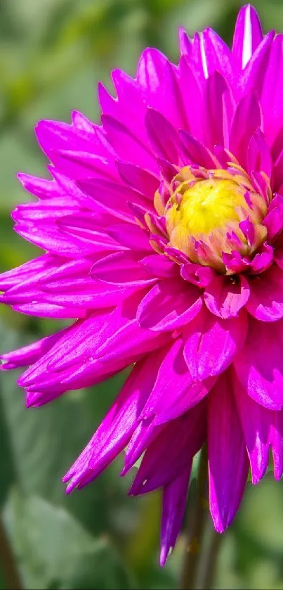 Vibrant pink dahlia flower with lush green background.