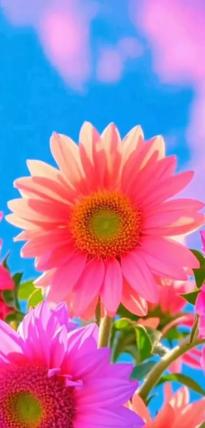 Vibrant daisies with a bright blue sky background.