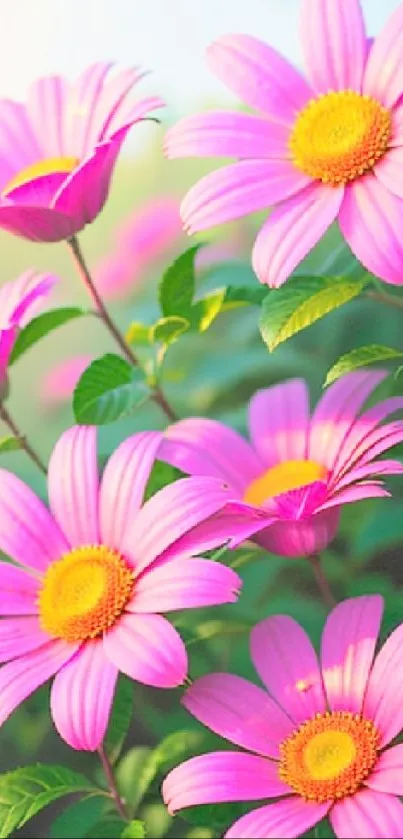 Vibrant pink daisies with lush green leaves background.