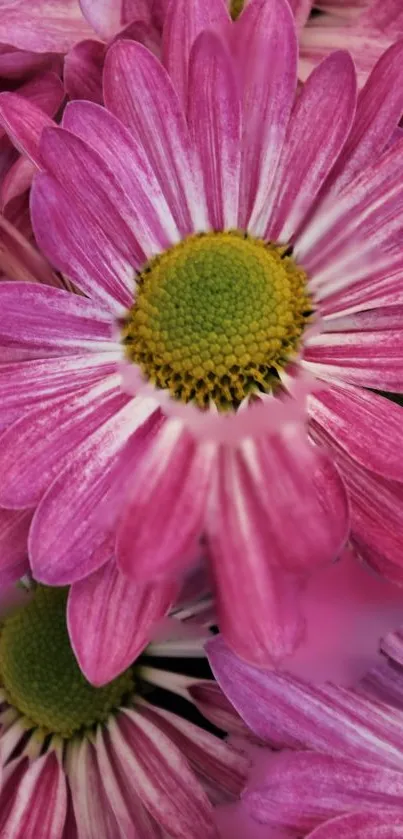 Close-up of vibrant pink daisies with lush green centers for a floral mobile wallpaper.