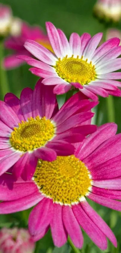 Close-up of pink daisies with green leaves background.