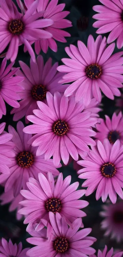 Close-up of vibrant pink daisies in bloom.