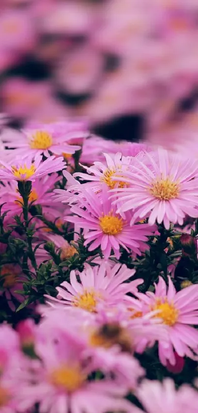 Close-up of blooming pink daisies creating a lush, vibrant floral wallpaper.