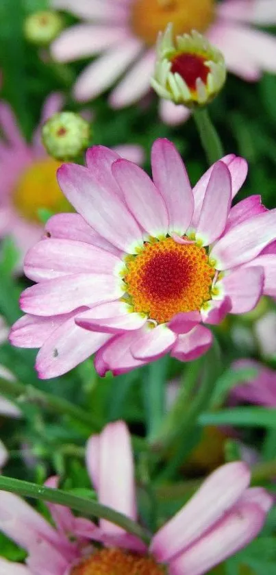 Mobile wallpaper of vibrant pink daisies with lush green leaves.