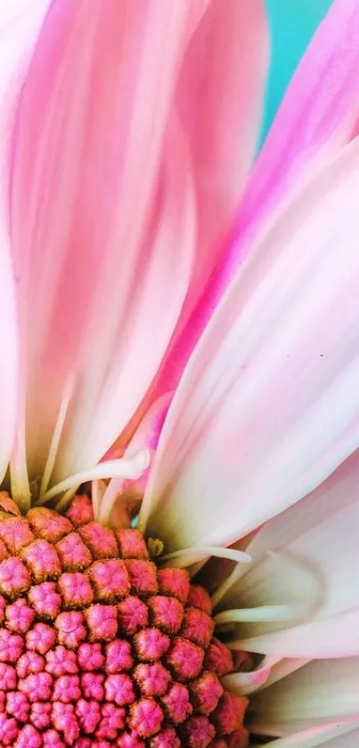 Close-up of vibrant pink daisy petals with intricate details.