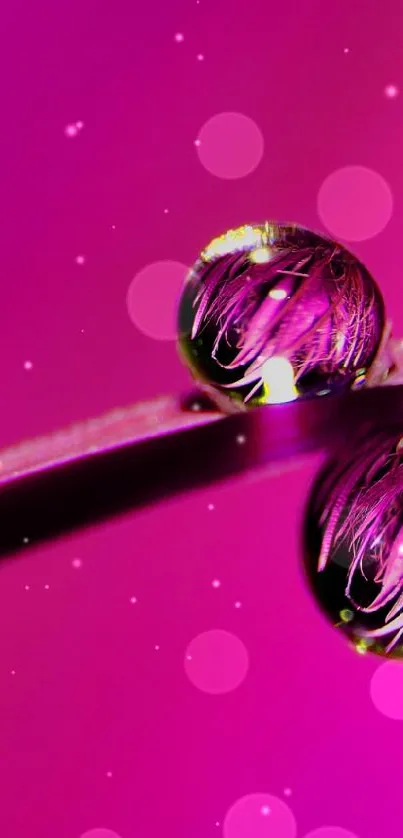 Close-up of vibrant pink dew drops on a blade against a blurred background.