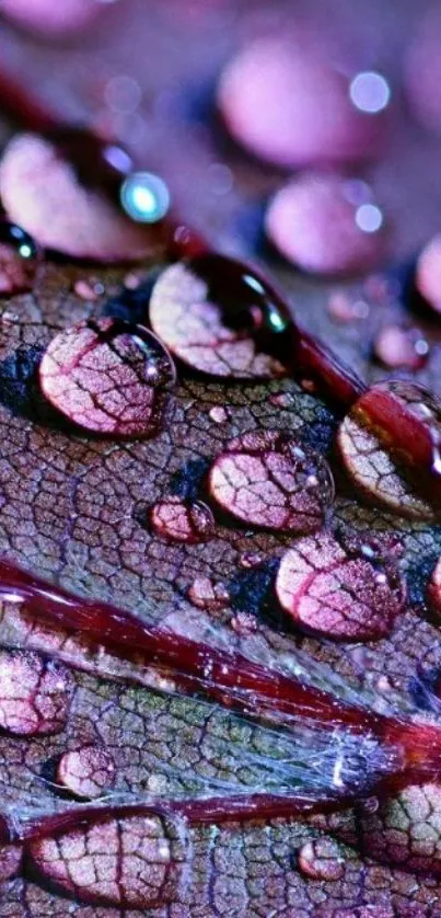 Pink water droplets on a textured leaf wallpaper.