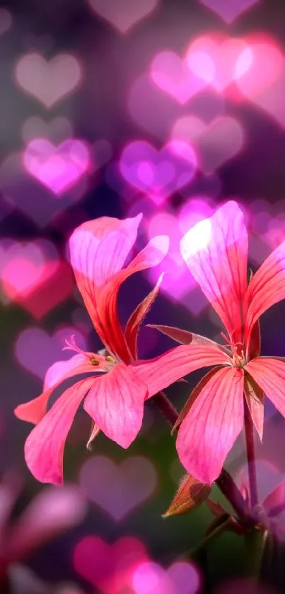 Vibrant pink flowers amid a soft focus background.