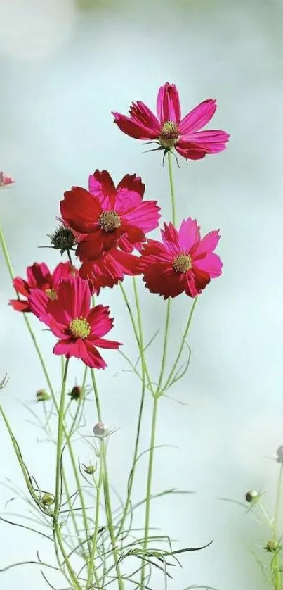 Vibrant pink cosmos flowers on a soft background.