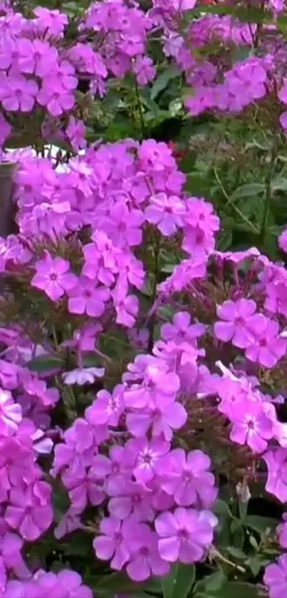 Vibrant pink flowers blooming in a garden.