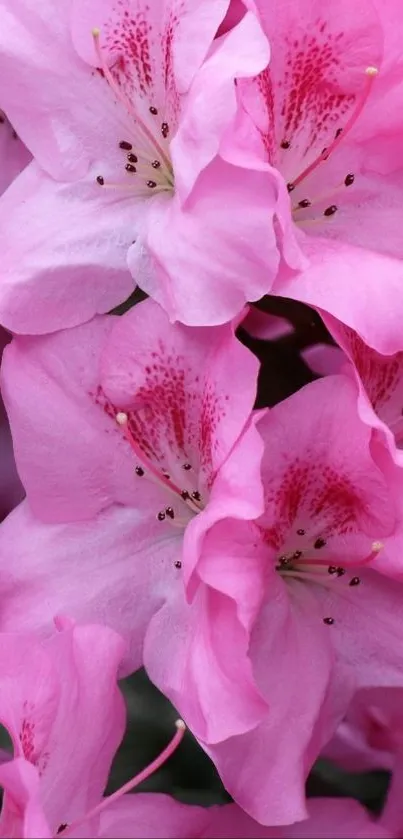 Close-up of vibrant pink azalea flowers in full bloom.