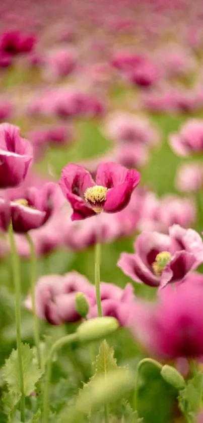 Vibrant pink flowers blooming in a lush green field, creating a colorful nature display.