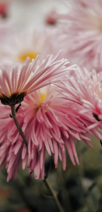 Beautiful pink chrysanthemum flowers blooming.