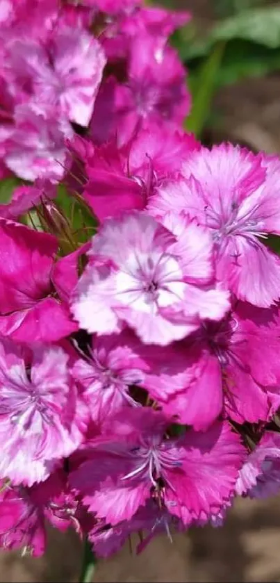 Cluster of vibrant pink flowers in natural setting.