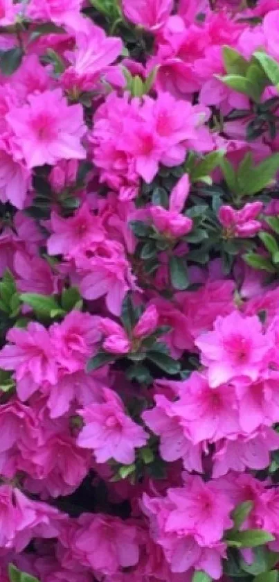 Vibrant pink azaleas and green leaves wallpaper for mobile.