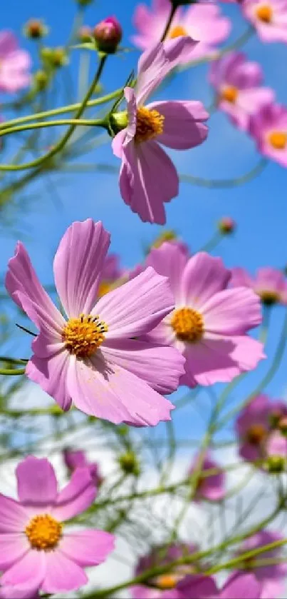 Pink cosmos flowers against blue sky background.