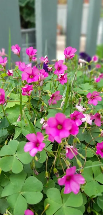 Vibrant pink flowers with green leaves in a garden setting.