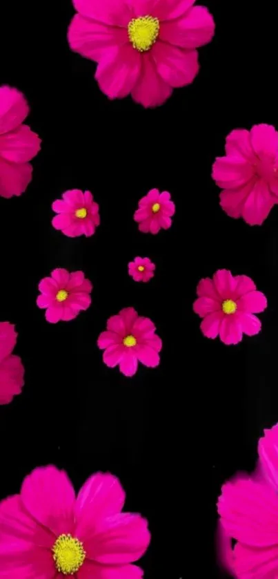 Pink flowers on a black background, vibrant floral design.