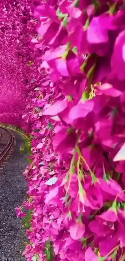 Pink floral path with rail track, vibrant blooms