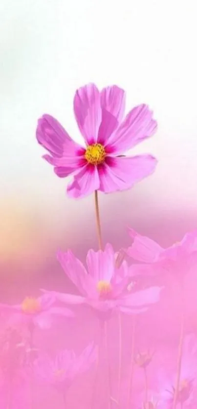 Pink flower with blurred petals on mobile wallpaper.