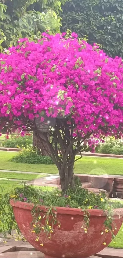 Vibrant pink bougainvillea in a garden setting, perfect for wallpaper.