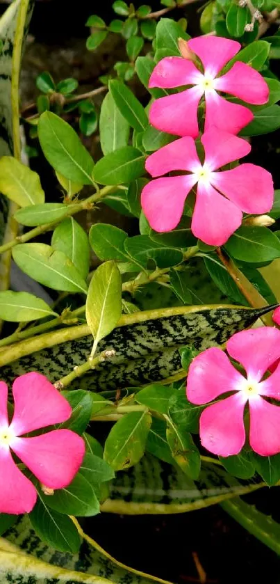 Vibrant pink flowers with green leaves in a tropical wallpaper design.