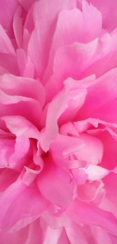 Close-up of vibrant pink flower petals for an elegant phone wallpaper.