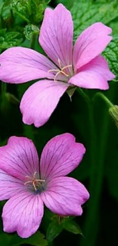 Vibrant pink flowers with lush green leaves backdrop.