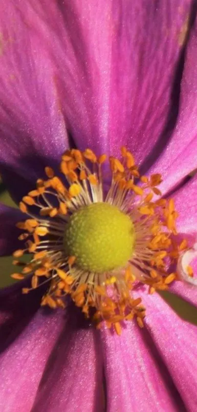 Pink flower close-up with detailed petals.