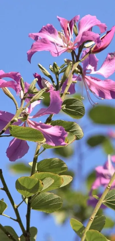 Pink flowers with green leaves against a sky blue background.