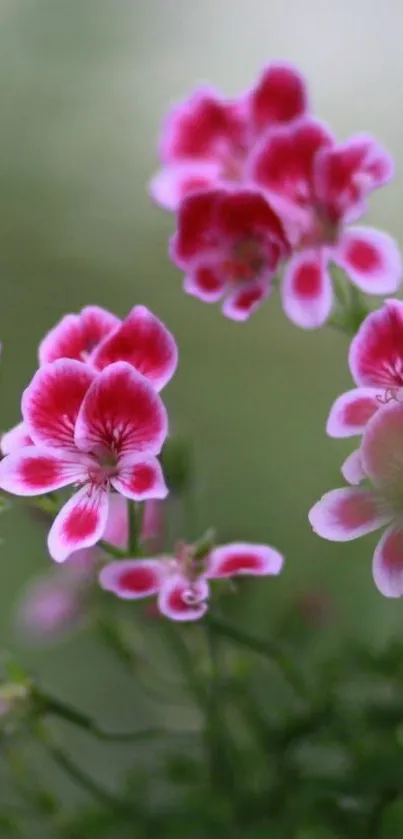 Vibrant pink flowers with green background.