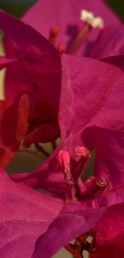 Close-up of vibrant pink bougainvillea flowers.