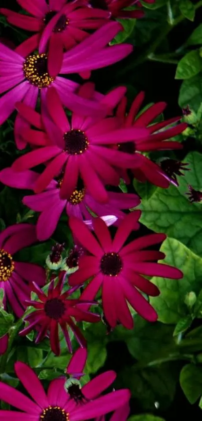 Vibrant magenta flowers with green leaves wallpaper.