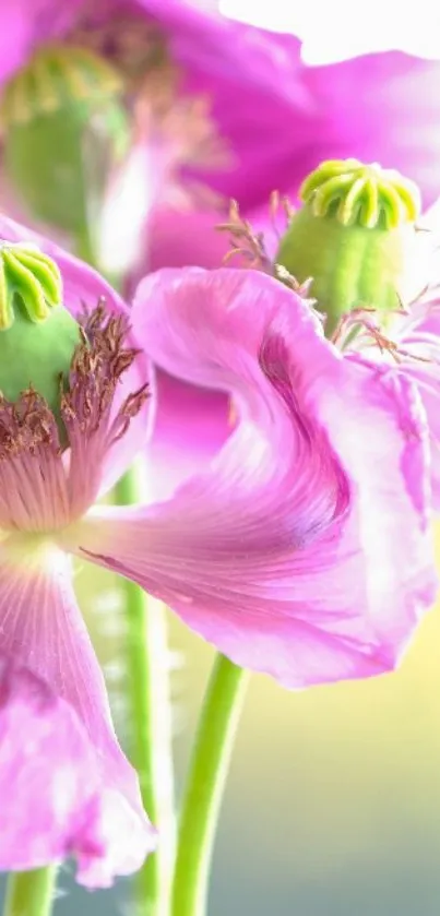 Close-up of vibrant pink flowers with green centers.