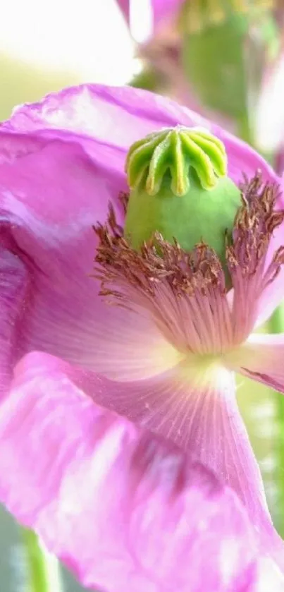 Vibrant pink flower with green seed pod on mobile wallpaper.