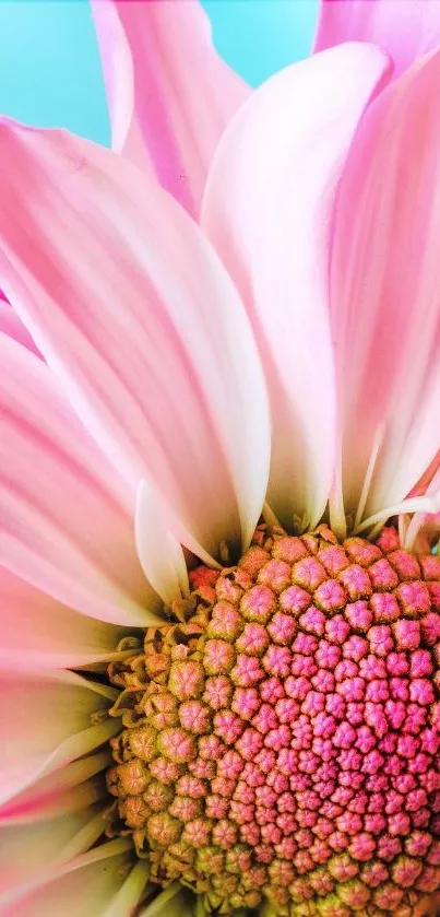 Vibrant pink flower close-up mobile wallpaper.