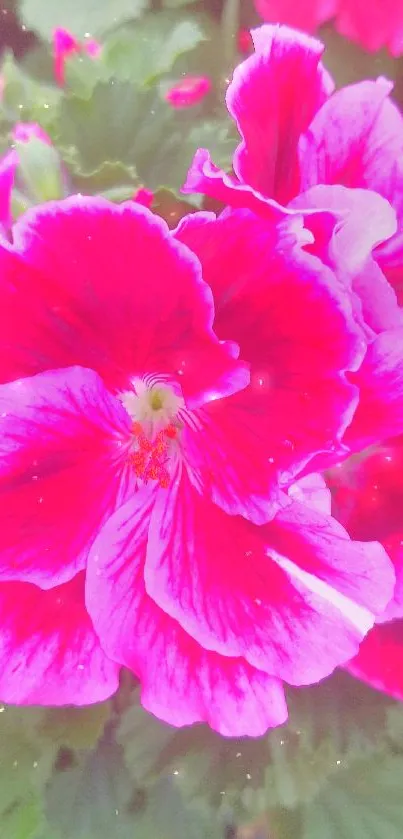 Close-up of vibrant pink flowers with green leaves.