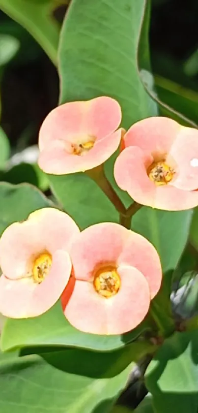 Vibrant pink flowers with green leaves.