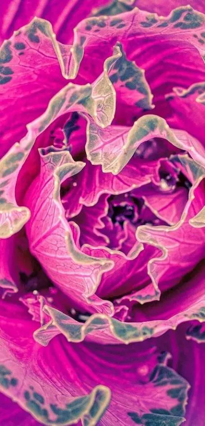 Pink floral close-up with vibrant textures and colors.