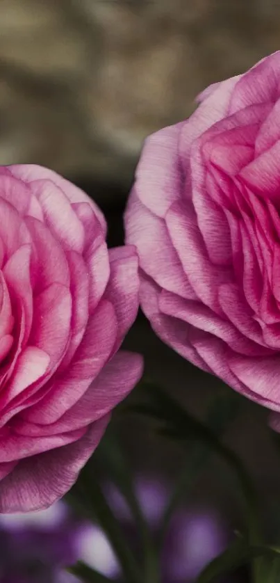 Pink floral wallpaper with detailed blossoms.