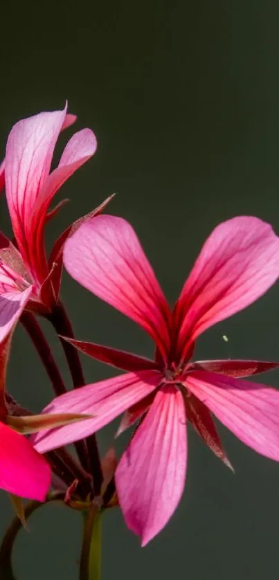 A vibrant pink flower on a dark green background, perfect for mobile wallpaper.