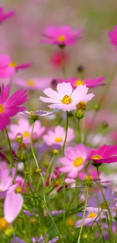 Vibrant pink cosmos flowers bloom in a lush field, creating a stunning wallpaper.