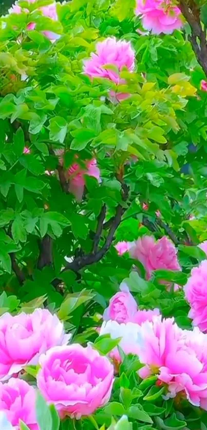 Vibrant pink flowers with lush green leaves.