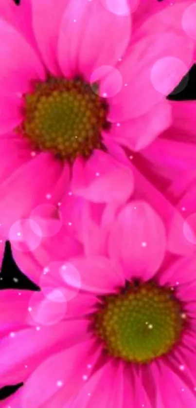 Bright pink flowers on black background wallpaper.