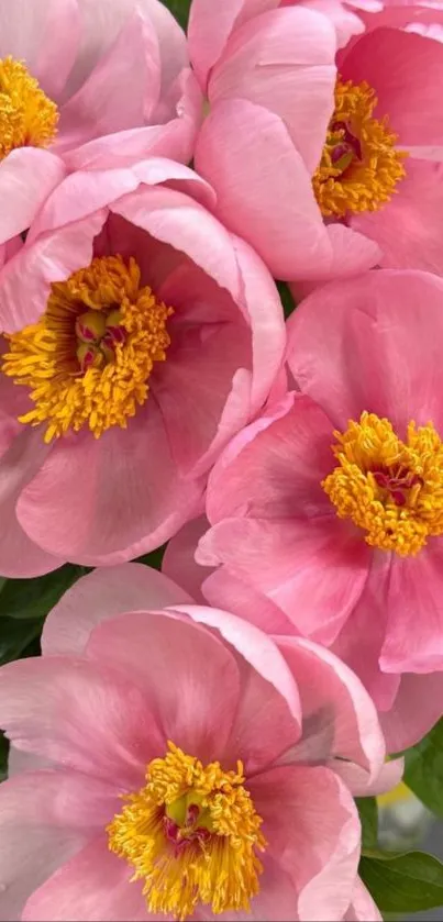 Stunning pink flowers with vibrant yellow centers.