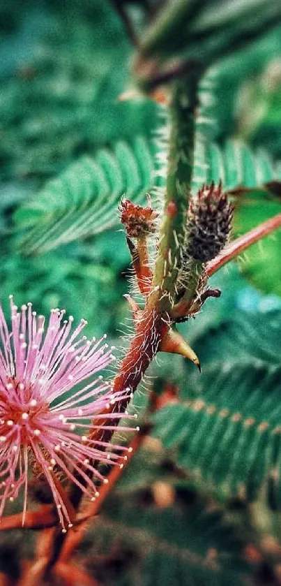 Close-up of a vibrant pink flower with green leaves in the background.