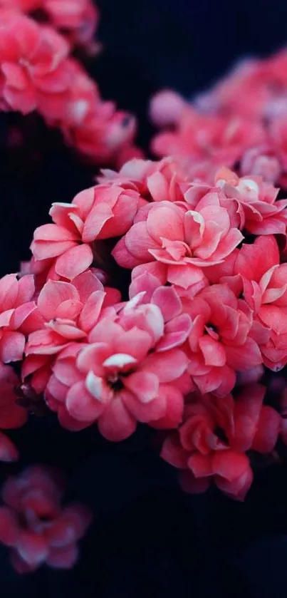 A vibrant pink floral wallpaper with enchanting blossoms on a dark background.