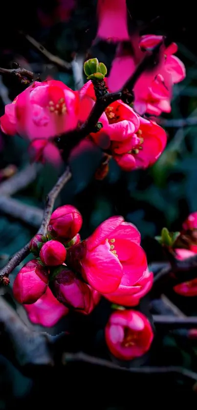 Vibrant pink flowers on dark branches wallpaper.